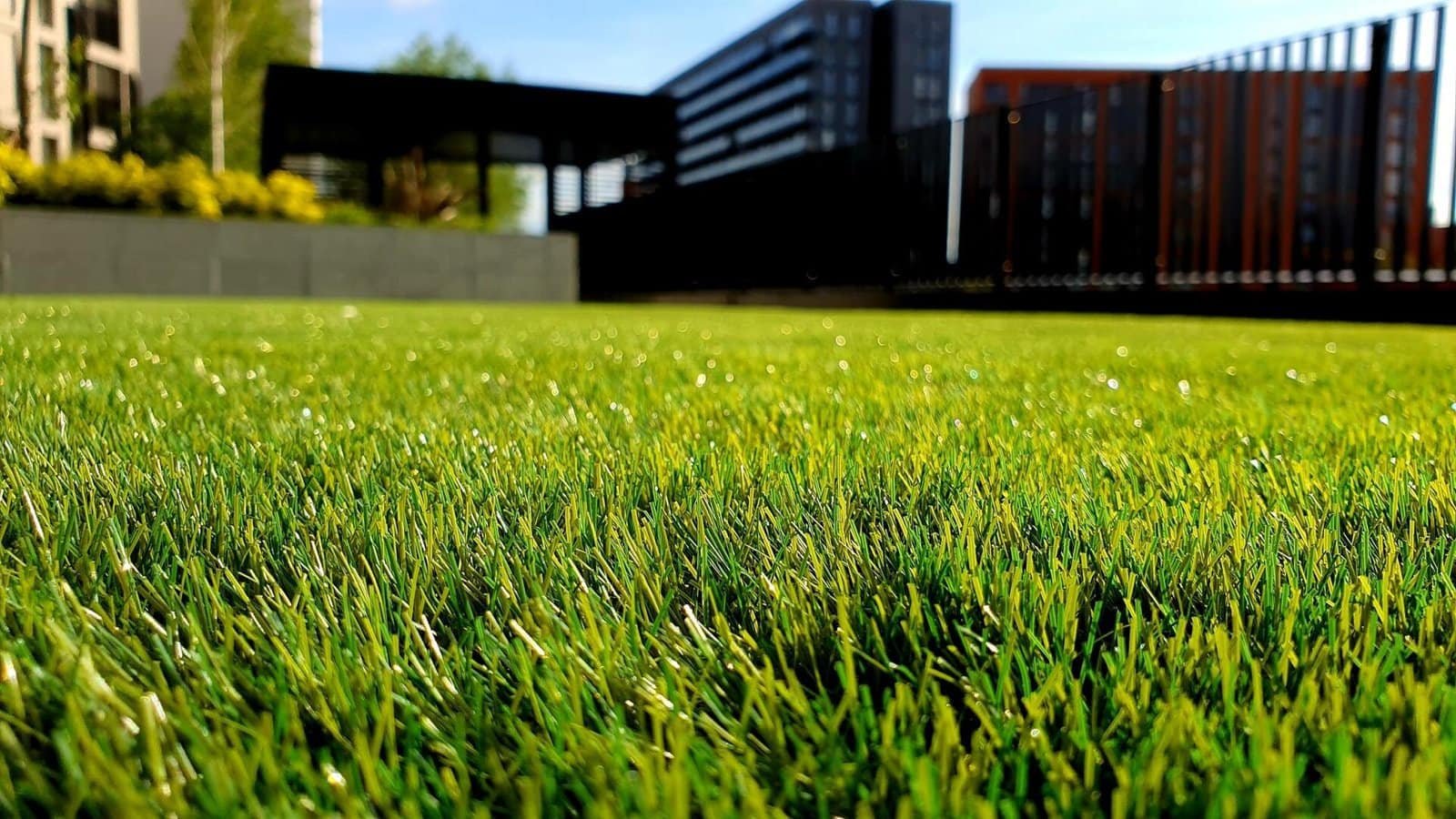 Close-up view of a green grass lawn with dewdrops on the blades. The background shows modern buildings with black and orange accents under a clear blue sky, and a black fence on the right side. The depth of field emphasizes the grass, making the buildings slightly blurred, reminiscent of expert turf installations in Houston TX.